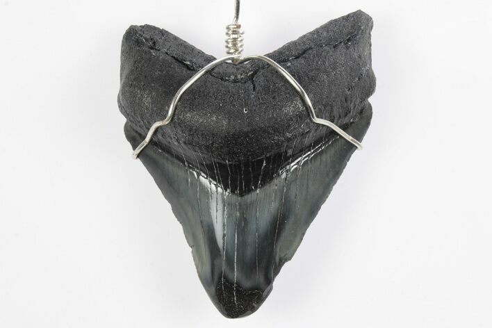 Fossil Juvenile Megalodon Tooth Necklace - South Carolina #241974